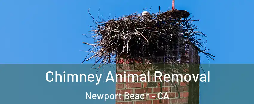  Chimney Animal Removal Newport Beach - CA
