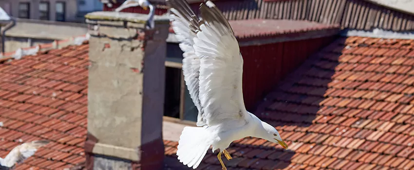 Residential Chimney Animal Removal Solution in Newport Beach, CA